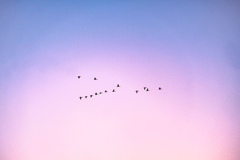 Digitale Fotografie - Vogel Detailaufnahme